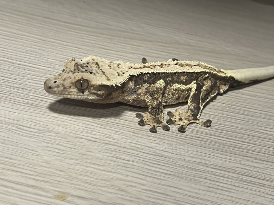 Gekon orzęsiony gekony orzęsione