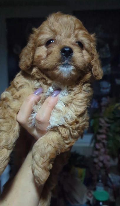 Кавапу дiвчинка красуня