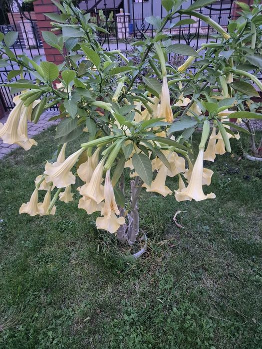 Datura, Brugmansja biała