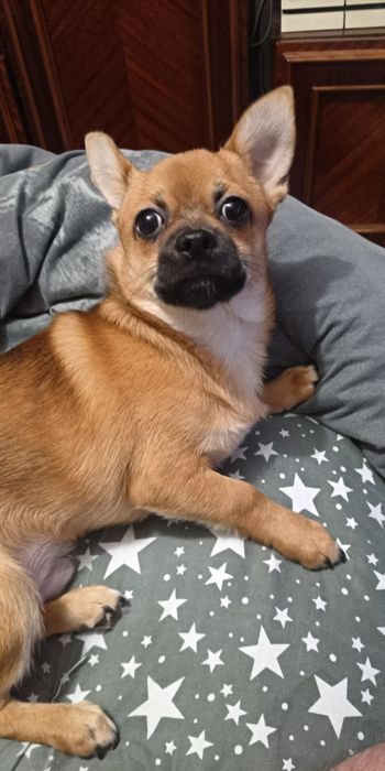 Продам собачку чихуахуа