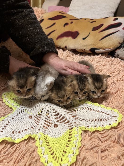 Шотландские котята