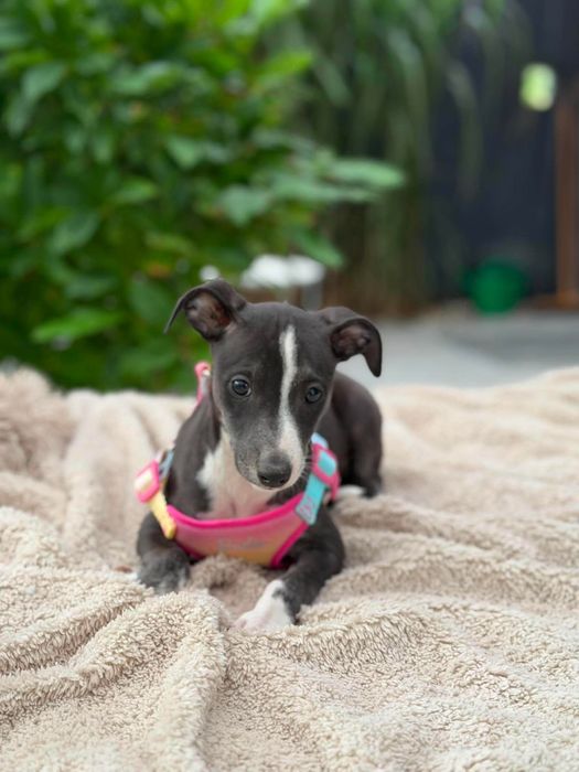 Whippet chart suczka