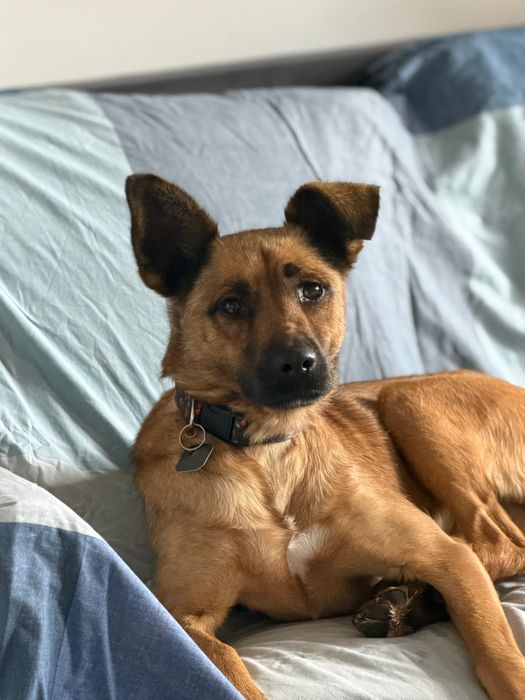 Tusia suczka do adopcji