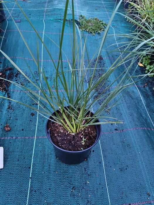 Miskant rozplenica stipa werbena