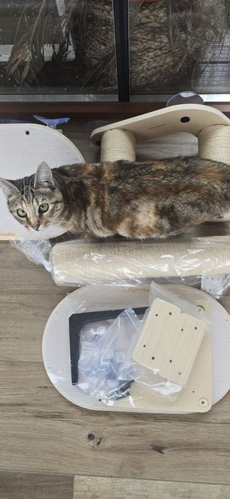 Cama ginasio para gatos