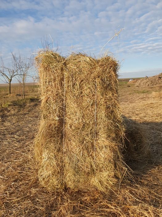 Солома, сіно. Пшенична, ячмінна, вівсяна солома в тюках