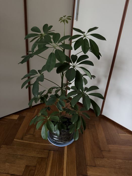 Шефлера 2-3 года