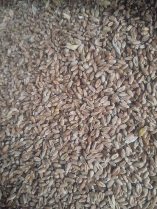 Ekologia Pszenica jara Tybalt z certyfikatem