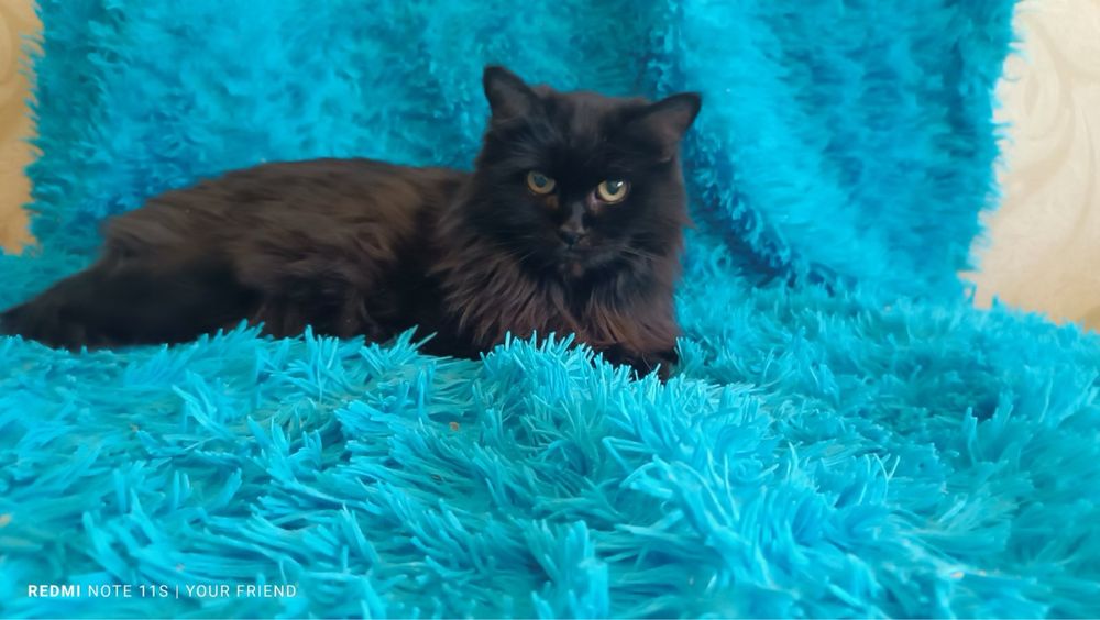 Кошка кошечка пушистая коты кішка кішечка киця