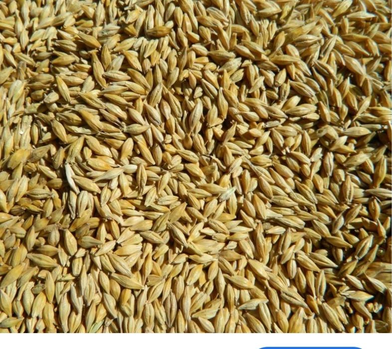 Ячмінь озимий...