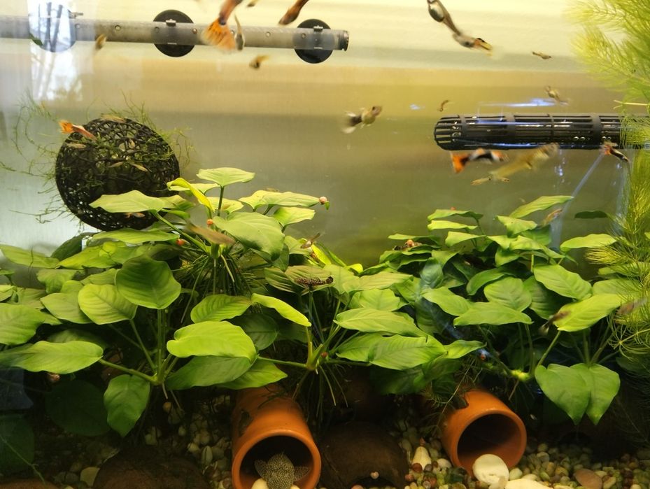 Vendo várias plantas de aquário