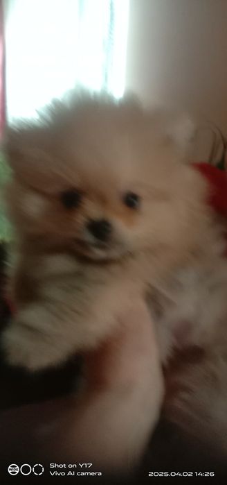 Цуценята Померанський шпіц.