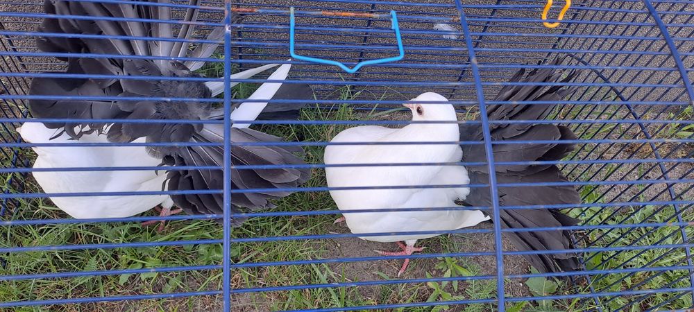 Sprzedam pawie z czarnymi ogonami