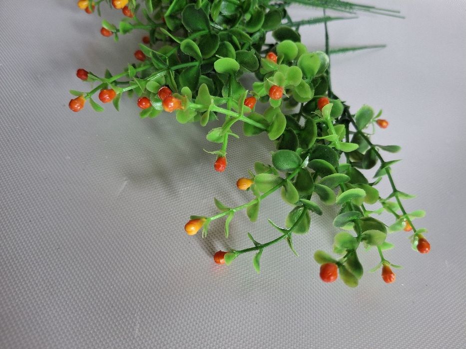 Borówka kwitnaca nowa wys22cm 6szt
