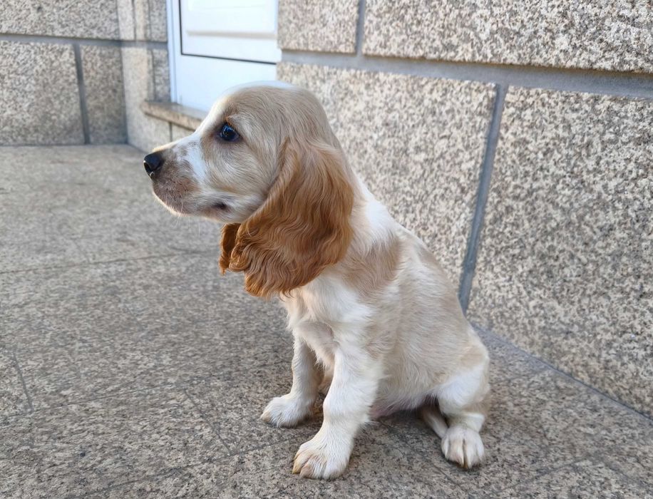 Cocker Spaniel Laranja Ruão