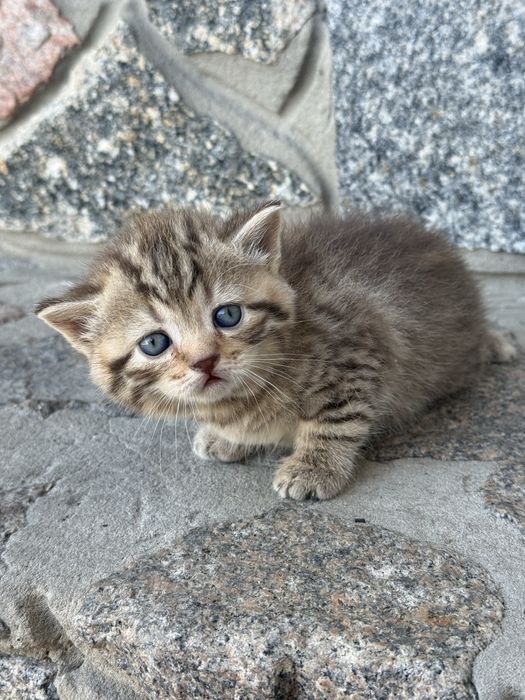 Кошенята британські