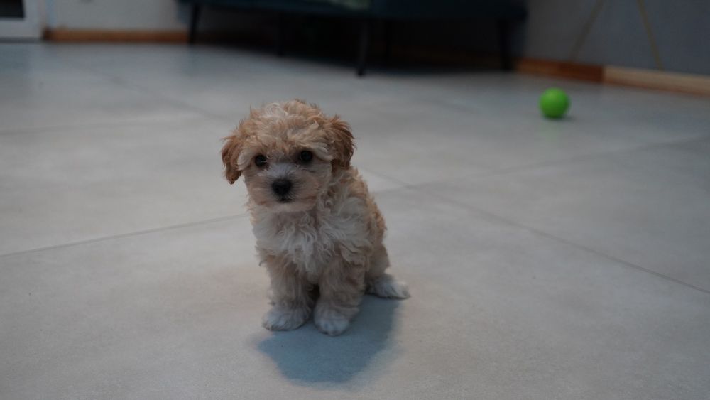 Chłopiec Maltipoo do odbioru