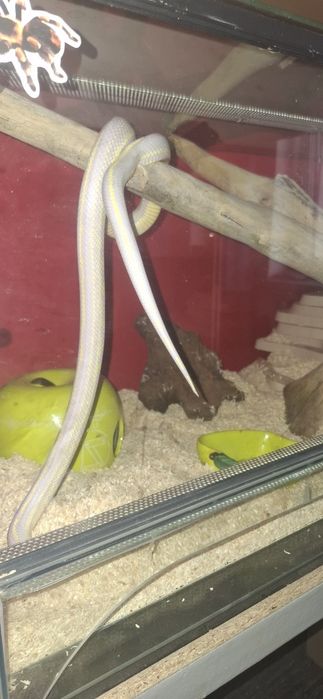 Sprzedam węża z terrarium