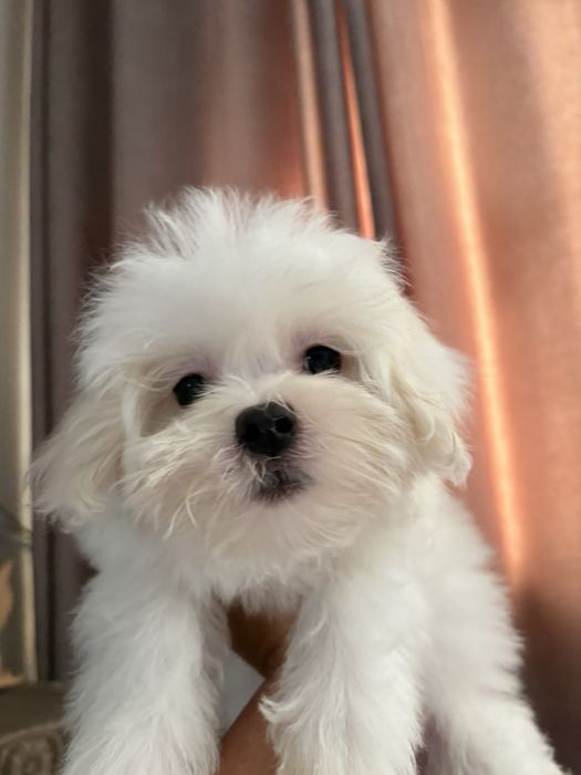 Мальтийская болонка щенки