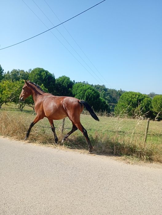 Vendo poldra tipica
