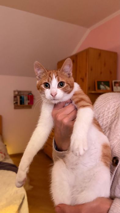 Рудий котик шукає домівку, тактильний