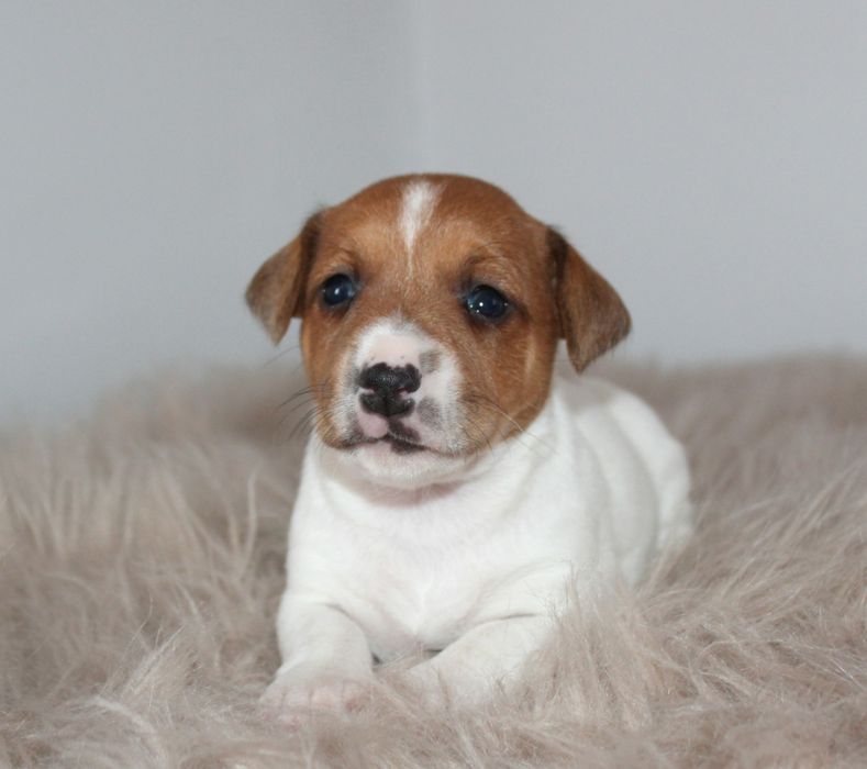 Цуценята джек рассел терьера Розплідник Sacrum Flos - FCI/КСУ