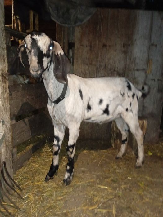 100% англонубійська