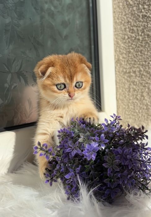 Дуже красивий малюк