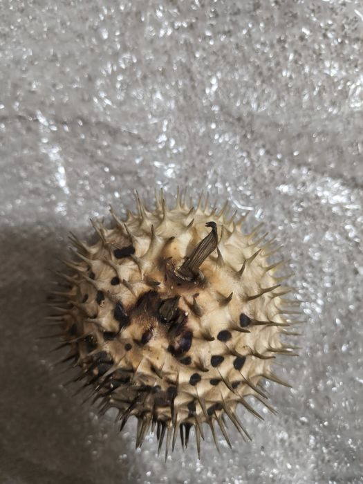 Peixe balão seco.