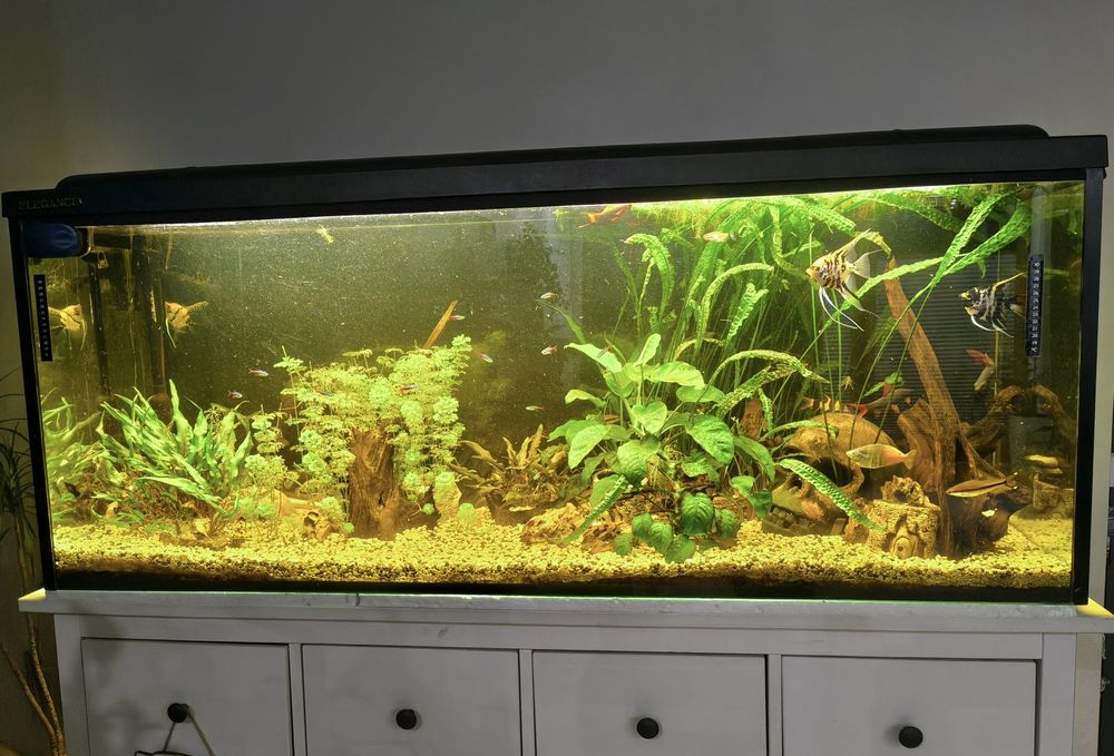 Akwarium 450 L pełne wyposażenie rybki życie osprzęt