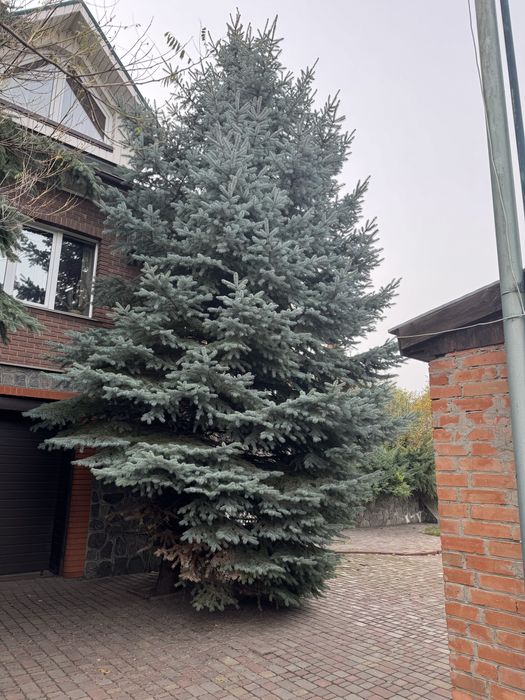 Ялинка жива