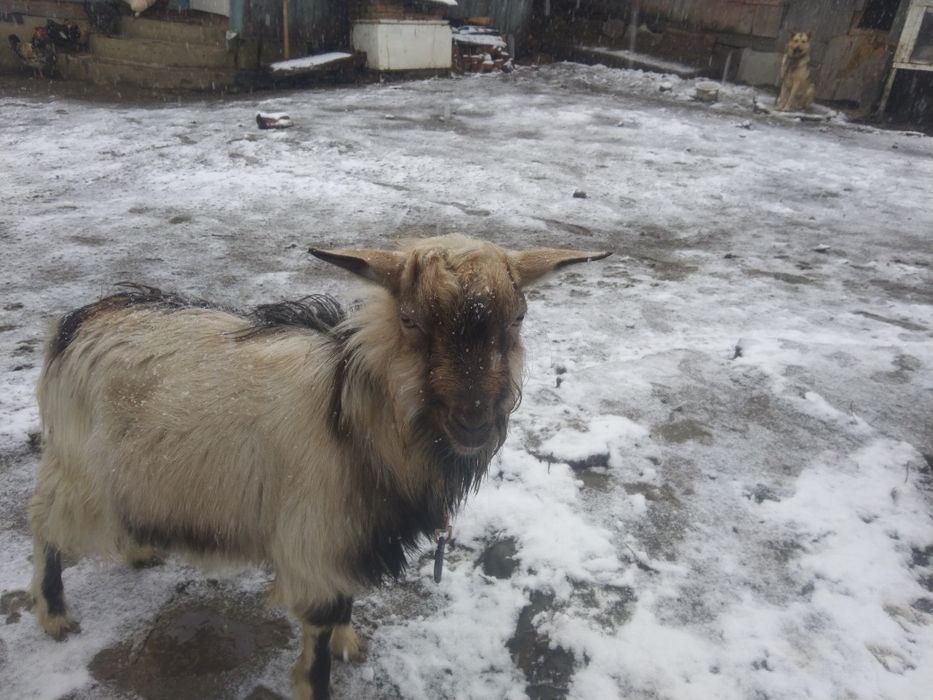 Пропоную для зв'язки  молодого цапа