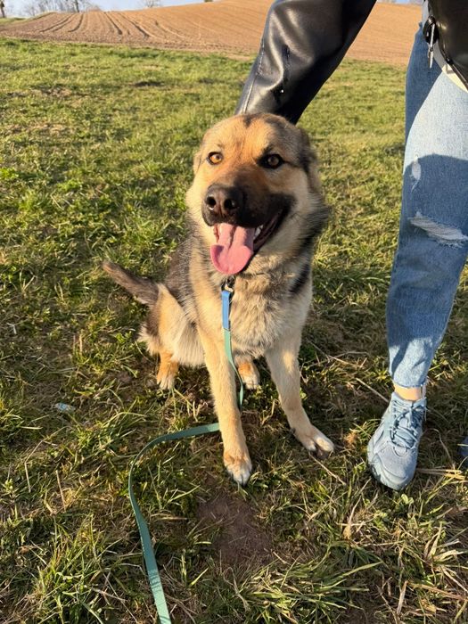 młoda suczka do adopcji