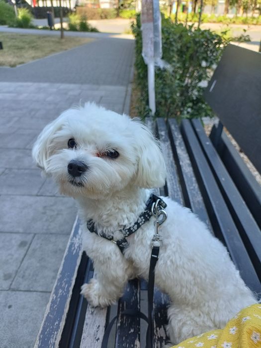 В’язка Мальтійська Болонка міні (хлопчик)