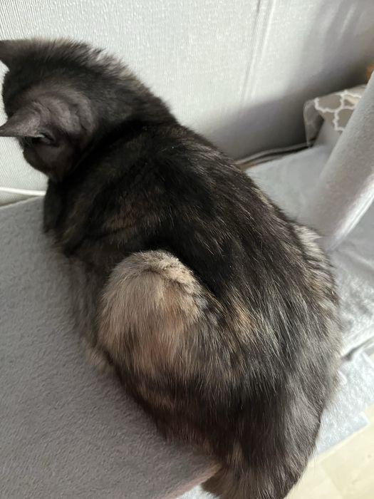 Екзотична короткошерста