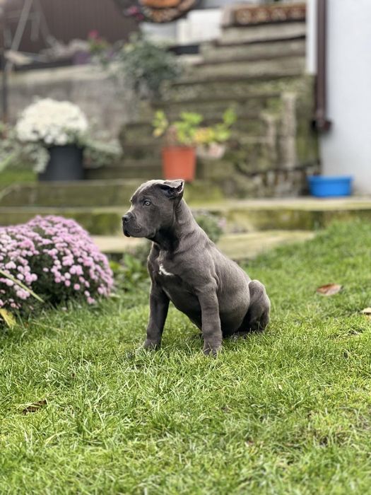 Кане корсо хлопчик.