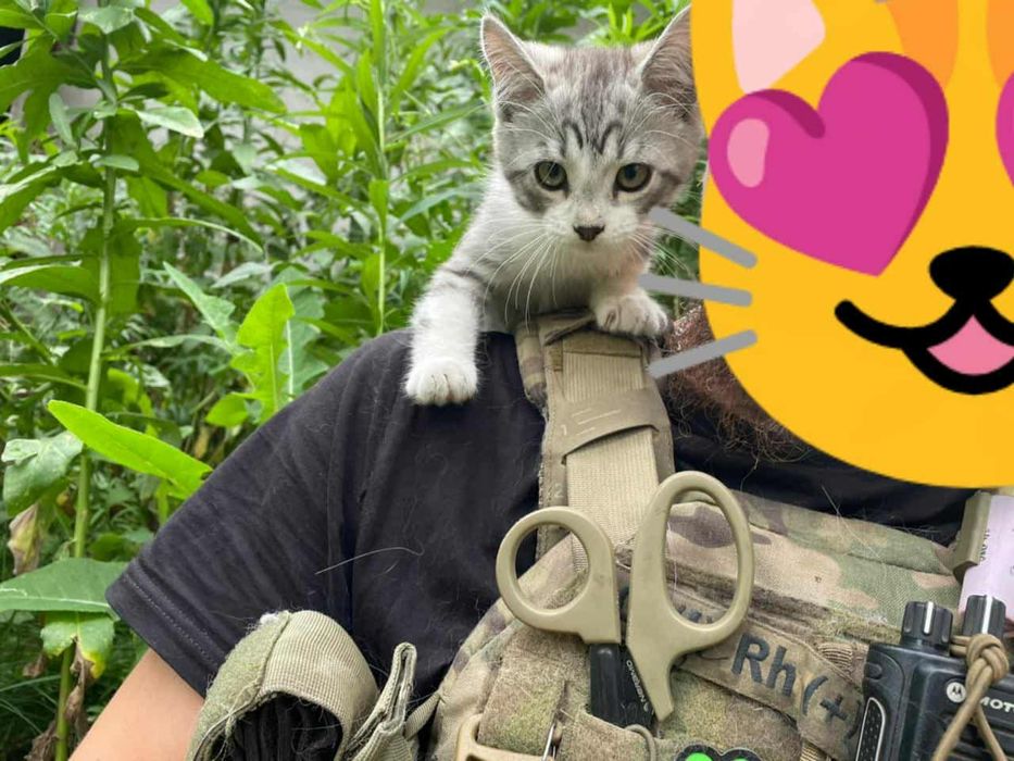 Кошеня дівчинка 4,5 місяці привезена з зони бойвих дій!