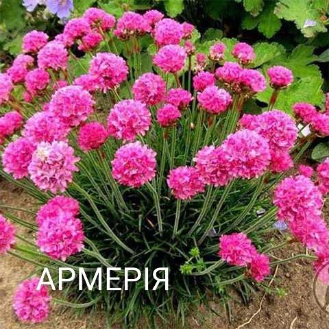 Квіти з власного саду.