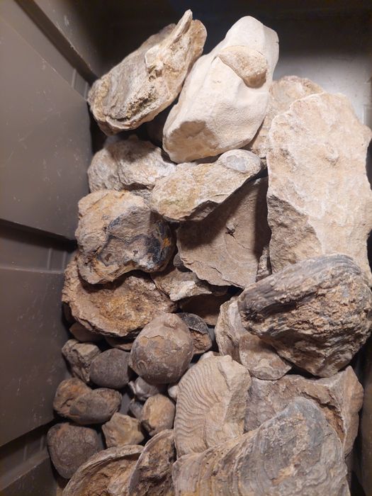 Fósseis-lote 50 peças por limpar e classificar