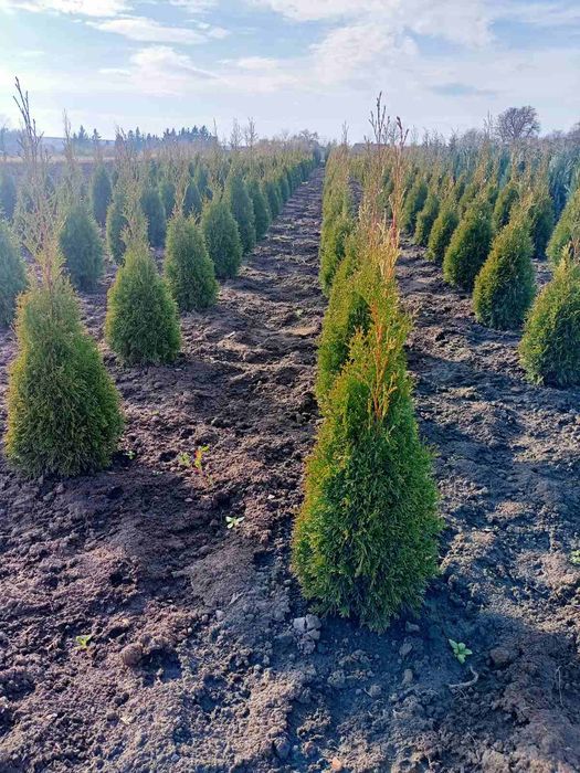 Туї, ялівець, дерен, бірючина, хакуро нішікі