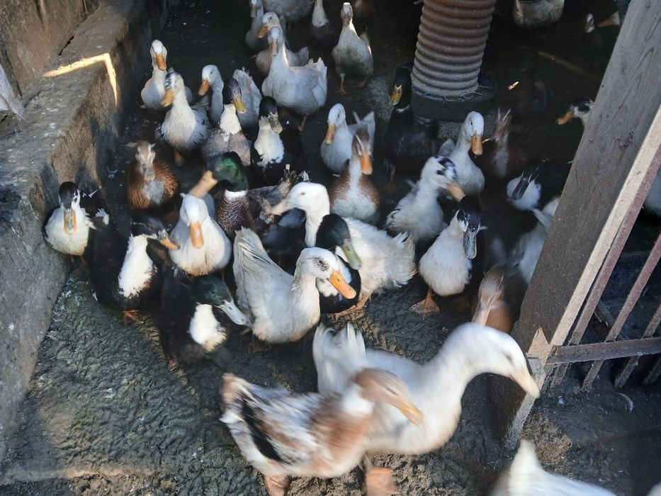 Kaczki z własnej hodowli