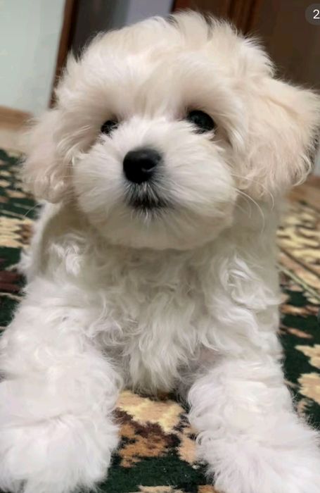 Маленькі дітки мальтійської болонки