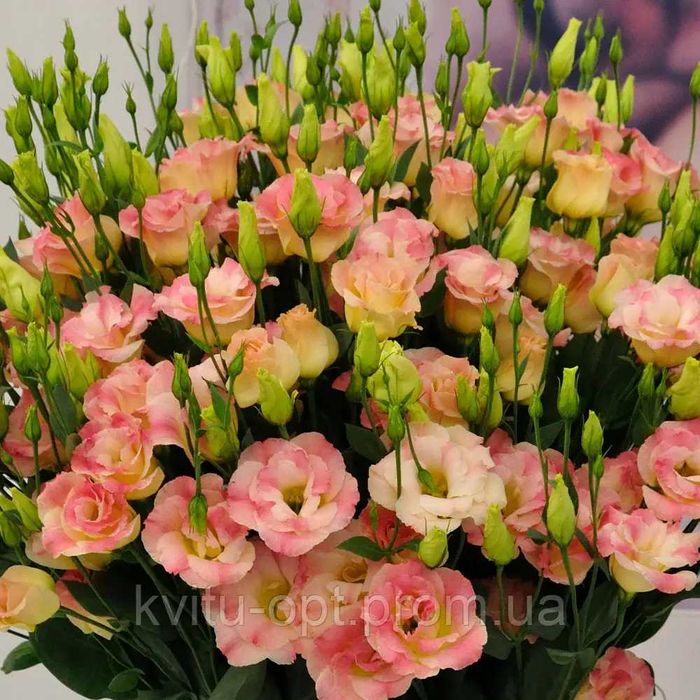 Розсада еустоми, квіти