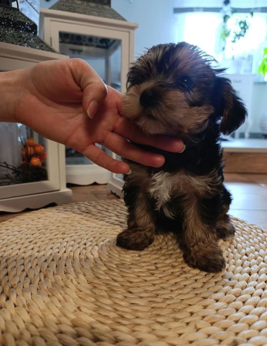 Yorkshire Terrier