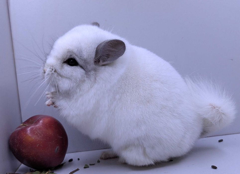 Szynszle Angora
