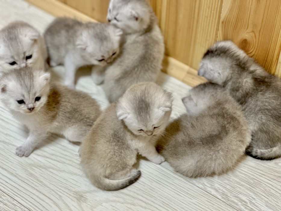 Шотландські  кошенята