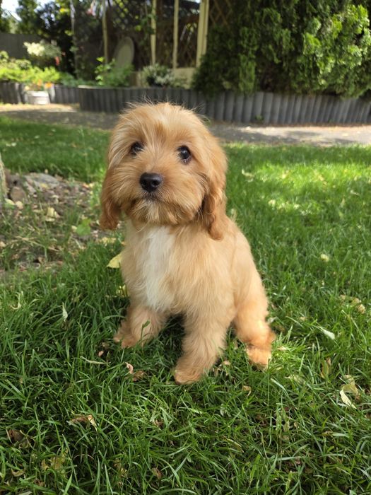 Cavapoo szczeniak