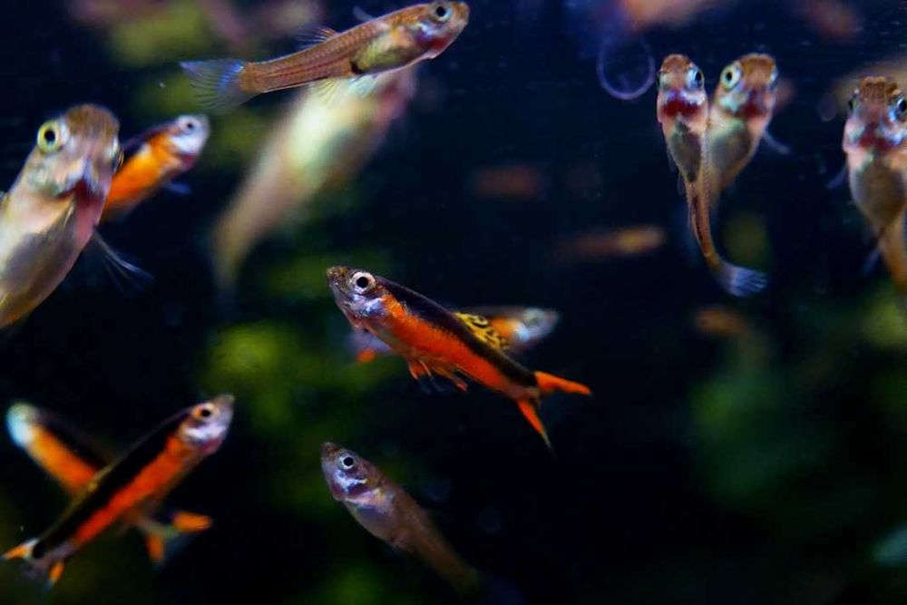 Kolorowe łatwe w hodowli rybki do niewielkiego akwarium 6x wysyłka