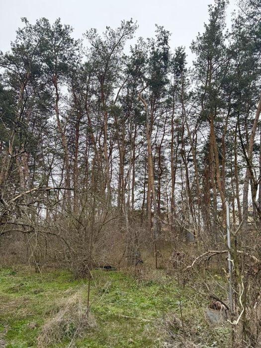 Будинок у лісі біля річки. Локація мрії між с.Пісчанка та с.Орловщина