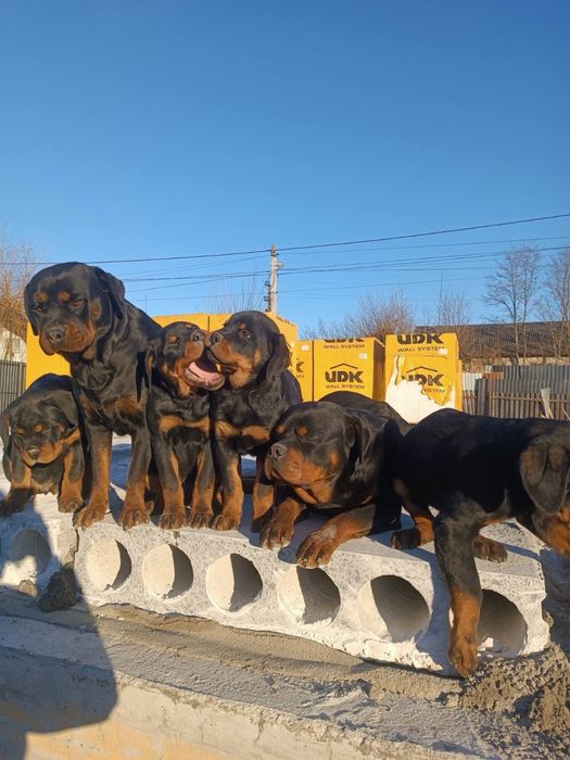 Вірність і мужність